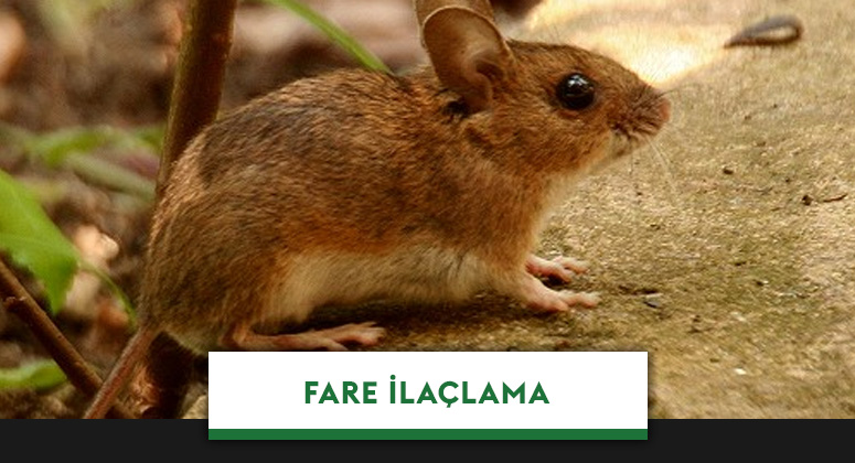 Çorlu Fare İlaçlama